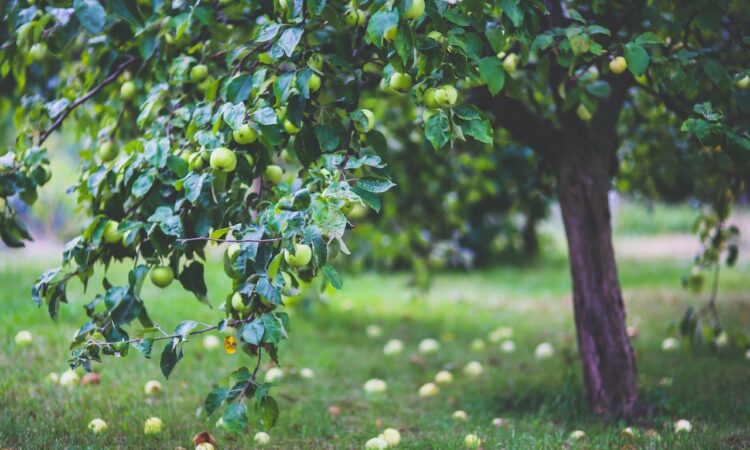 Welke bomen passen goed in jouw tuin