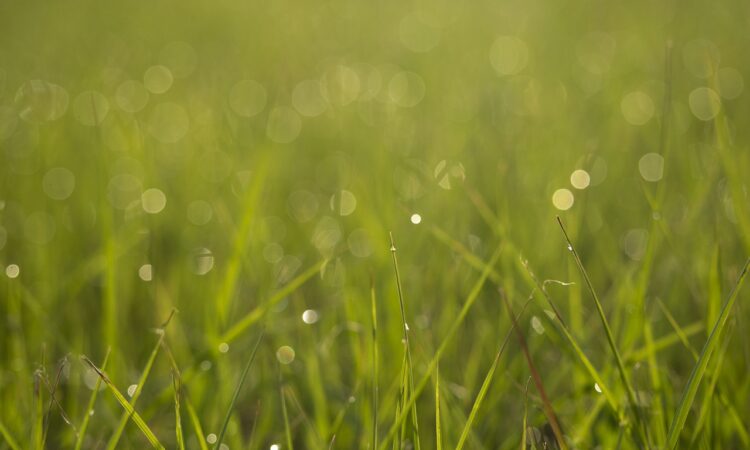 Kiezen voor een mooi groen gazon in de tuin