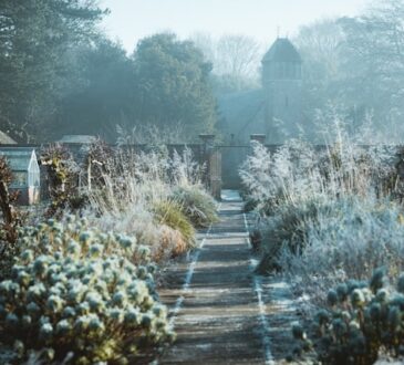 Hoe verzorg ik mijn tuin in december?