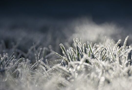 Zo bereid je het gras in de tuin voor op de winter